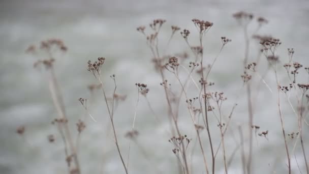 Bir Dağ Nehrinin Akışının Arka Planında Kurumuş Bitki Örtüsü — Stok video