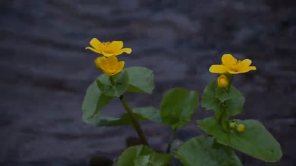 Flores Calêndula Amarelas Brilhantes Por Rio Montanha — Vídeo de Stock