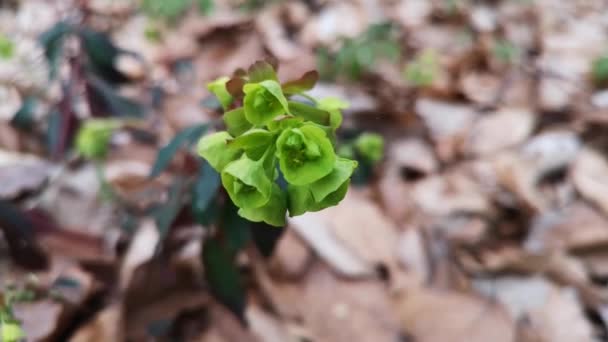 Ένα Φωτεινό Πράσινο Ανοιξιάτικο Λουλούδι Έτοιμο Ανθίσει — Αρχείο Βίντεο
