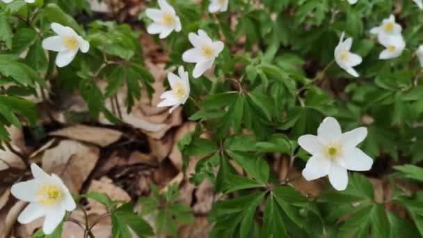 Bright White Anemones Mountain Forest — Stock Video