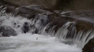 Bahar ormanındaki dağ nehri.