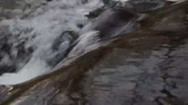 Bahar ormanındaki dağ nehri.