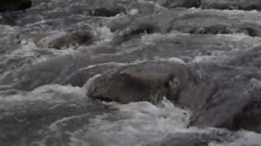 Bahar ormanındaki dağ nehri.