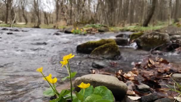 Fiume Montagna Nella Foresta Primavera Sera — Video Stock