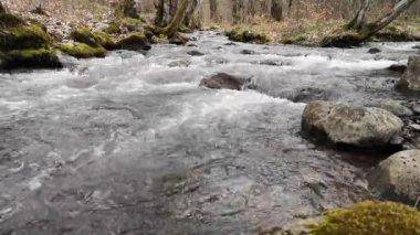 Bahar ormanındaki dağ nehri.