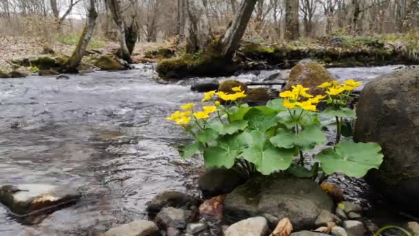 Gebirgsfluss Abendlichen Frühlingswald — Stockvideo