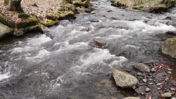 Ορεινός Ποταμός Βράδυ Δάσος Άνοιξη — Αρχείο Βίντεο