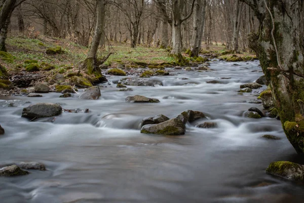 Река Вечернем Весеннем Лесу — стоковое фото