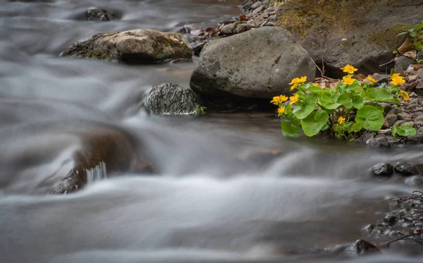 Mountain River Evening Spring Forest — Stock Photo, Image