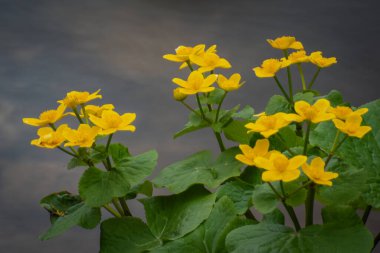 Dağ nehrinin kıyısında parlak sarı kadife çiçekleri