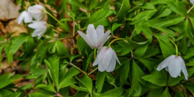 Dağ ormanında parlak beyaz şakayıklar