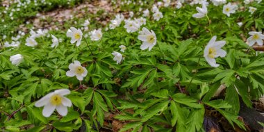 Dağ ormanında parlak beyaz şakayıklar