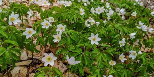 Fényes Fehér Rózsák Hegyi Erdőben — Stock Fotó