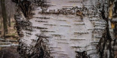 Ağaç kabuğunun eşsiz deseni