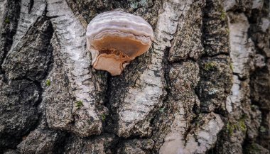 Ağaç kabuğunun eşsiz deseni