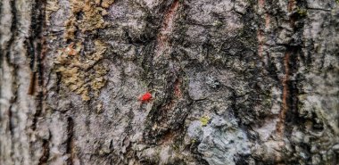 Ağaç kabuğunun eşsiz deseni