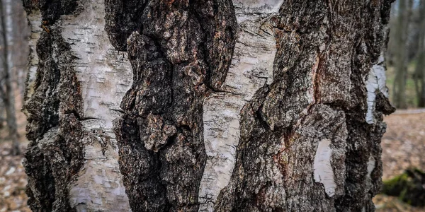 Patrón Texturizado Único Corteza Árbol — Foto de Stock