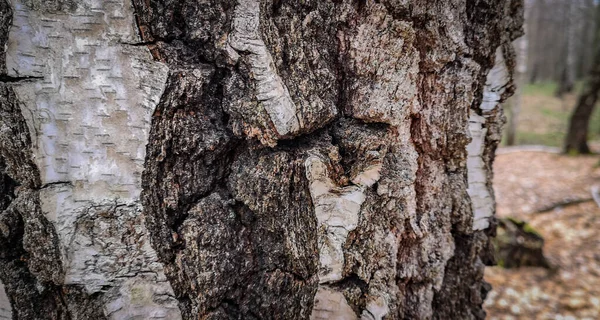 Patrón Texturizado Único Corteza Árbol — Foto de Stock