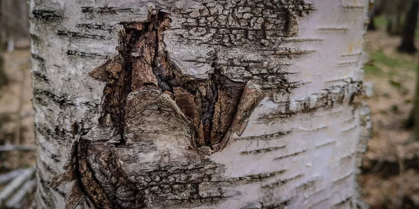 Modello Strutturato Unico Corteccia Albero — Foto Stock