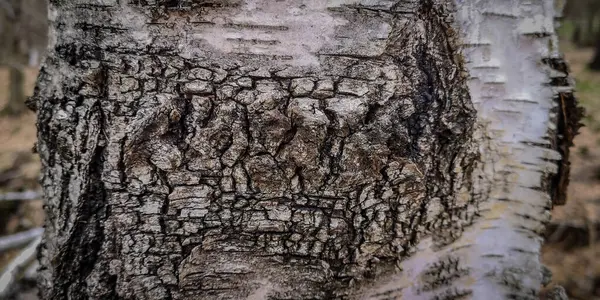 Einzigartiges Strukturiertes Muster Der Baumrinde — Stockfoto