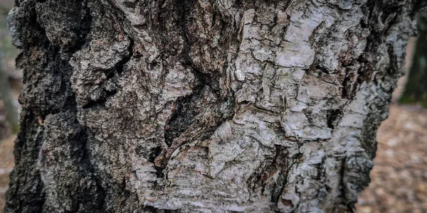 Unikt Strukturerat Mönster För Bark — Stockfoto