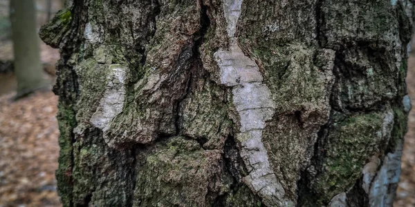 Unikt Strukturerat Mönster För Bark — Stockfoto