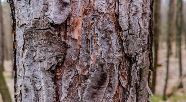 Padrão Texturizado Único Casca Árvore — Fotografia de Stock