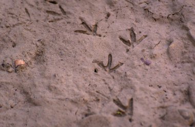 Islak kumda kuş dokusu izleri var.
