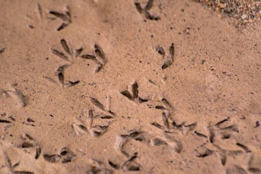 Islak kumda kuş dokusu izleri var.