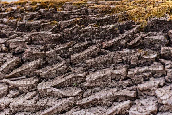 Modello Strutturato Unico Corteccia Albero — Foto Stock