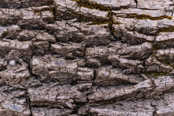 Unique Textured Pattern Tree Bark — Stock Photo, Image