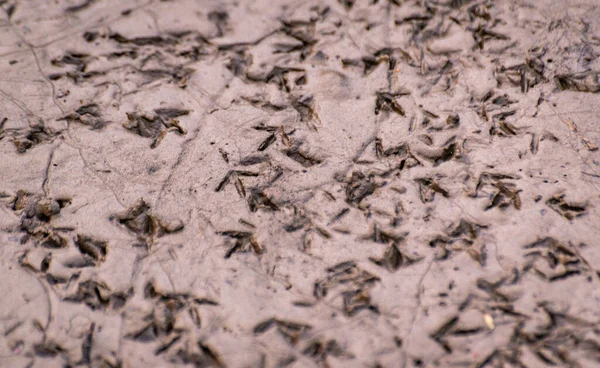 湿った砂の中の鳥の雑草のテクスチャトレース — ストック写真
