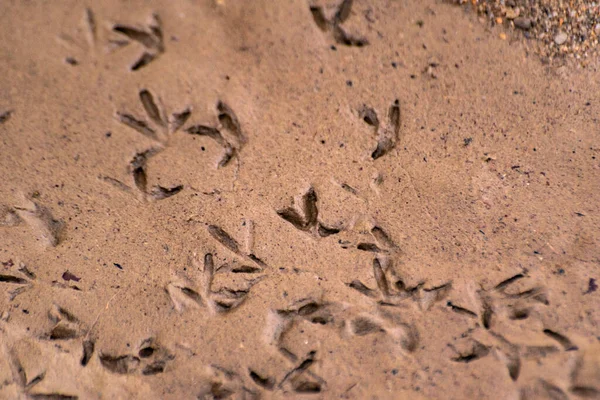 Traços Textura Garras Aves Areia Molhada — Fotografia de Stock