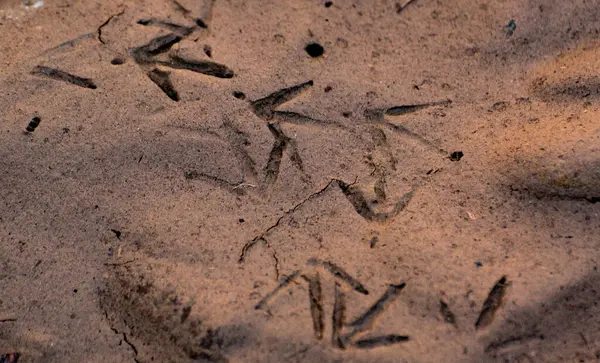 Stopy Ptačích Spárách Vlhkém Písku — Stock fotografie