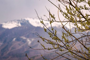 Bahar dağlarında çiçek açan ağaç dalları