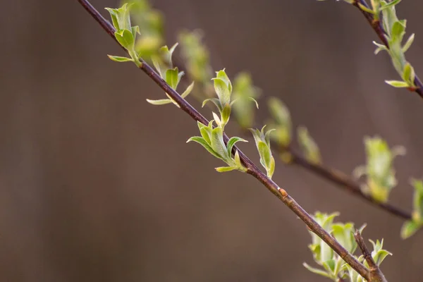 Bahar Dağlarında Çiçek Açan Ağaç Dalları — Stok fotoğraf