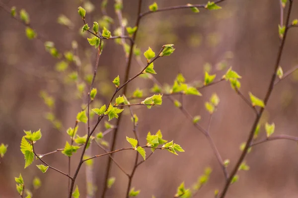 Blooming Tree Branches Spring Mountains — Stock Photo, Image