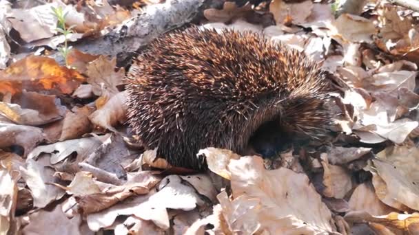 Pequeño Erizo Duerme Bosque Primavera — Vídeos de Stock