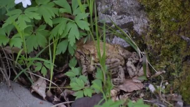 Zwei Frösche Freier Wildbahn Frühling — Stockvideo