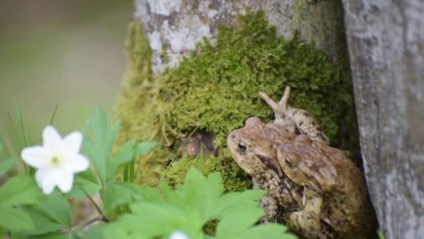 Two Frogs Wild Spring — Stock Video