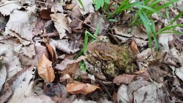 Zwei Frösche Freier Wildbahn Frühling — Stockvideo