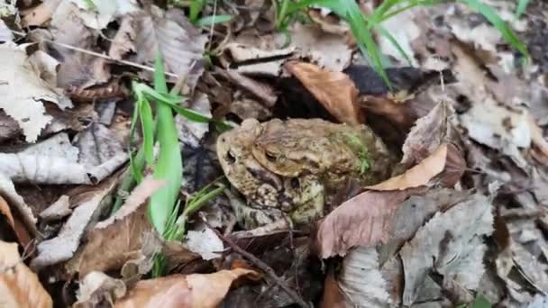 Dos Ranas Naturaleza Primavera — Vídeo de stock