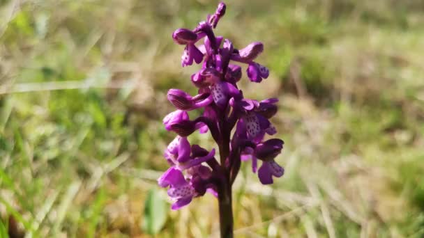 Mor Yabani Orkideler Rüzgarda Sallanır — Stok video
