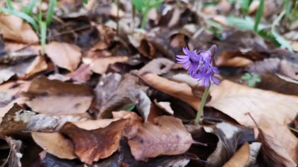 Una Rara Flor Silvestre Púrpura Balanceándose Viento — Vídeos de Stock