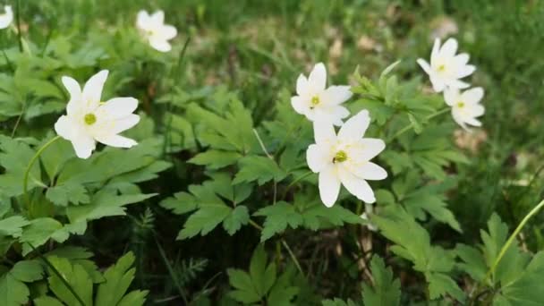 Floreciente Anémona Balancea Viento Orilla Río Montaña — Vídeos de Stock