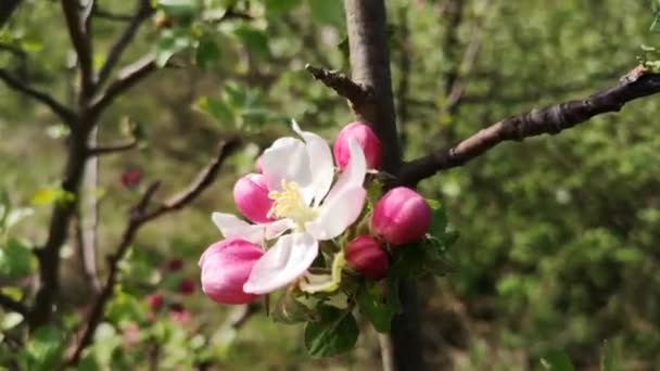 Kvetoucí Větev Stromu Karpatských Horách — Stock video