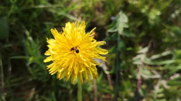 Formigas Floresta Natureza — Vídeo de Stock