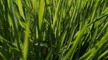 Sulu, genç çimenler rüzgarda sallanıyor