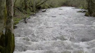 Dağlık bir bahar ormanında akan nehir.
