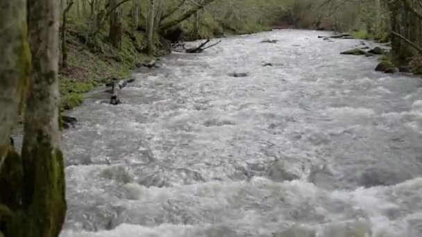 Πλήρης Ροή Του Ποταμού Ένα Ορεινό Δάσος Άνοιξη — Αρχείο Βίντεο